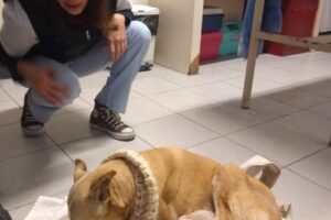 Veterinaria Dogtor Lalo