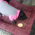 Veterinaria Don Luis