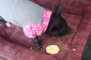 Veterinaria Don Luis