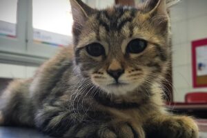 Veterinaria Dr De Rentis