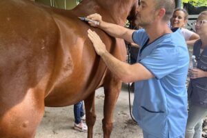 Veterinaria Dr Guariniello