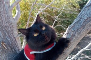 Veterinaria Dr Moreno