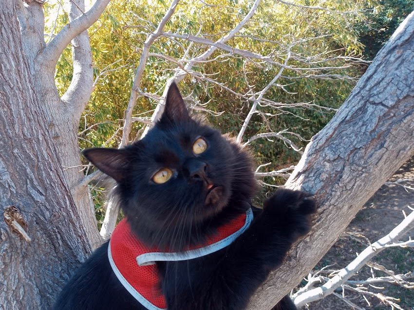 Veterinaria Dr Moreno