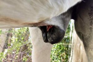 Veterinaría Drummond domicilios