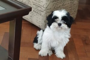 Veterinaria Ecología y Pet Shop