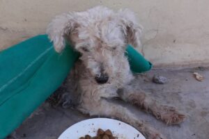 Veterinaria El Edén