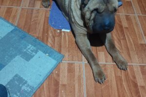 Veterinaria El Gran Danés