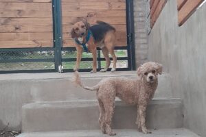 Veterinaria el Reino