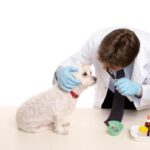 Veterinaria El Rodeo