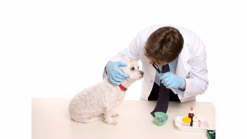 Veterinaria El Rodeo