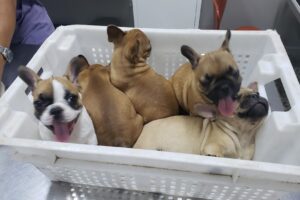 Veterinaria El Triángulo