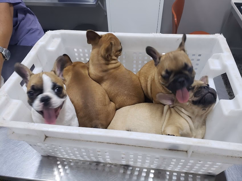 Veterinaria El Triángulo