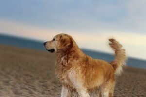 Veterinaria El Yagua Casa Central