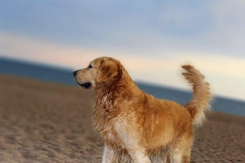 Veterinaria El Yagua Casa Central