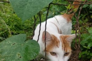 Veterinaria en Villa Carlos Paz Del Monte