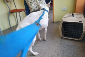 Veterinaria Estación Mascotas