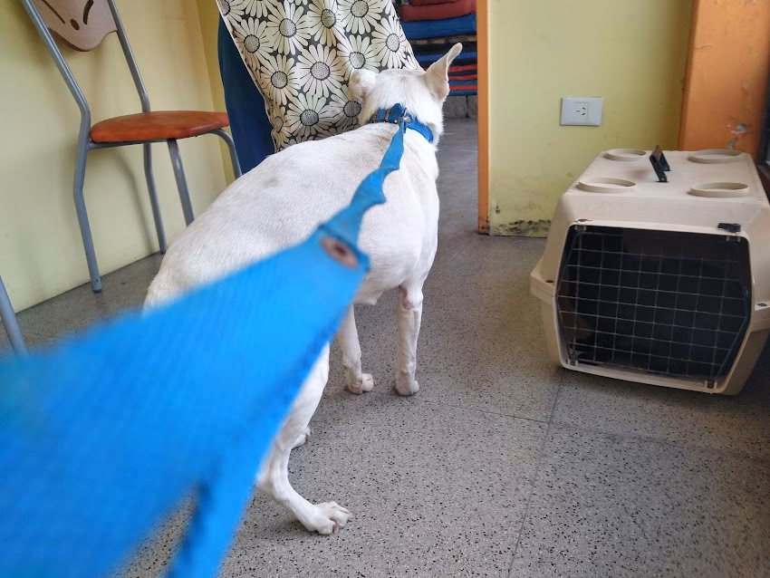 Veterinaria Estación Mascotas