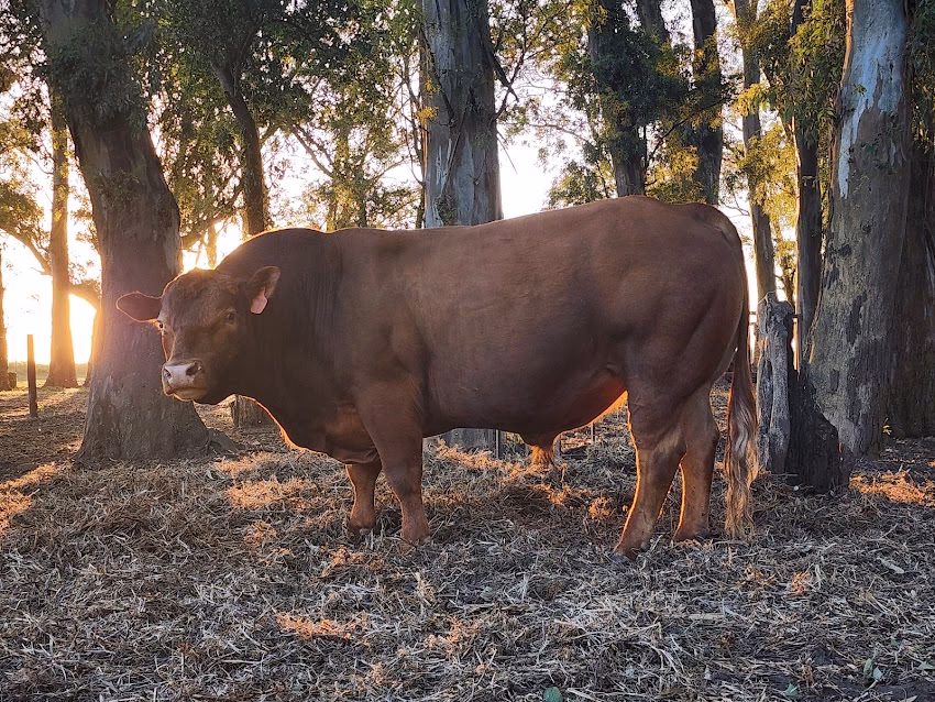 Veterinaria Fortín Oeste