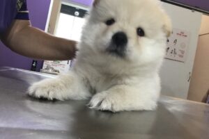 Veterinaria Full Vet