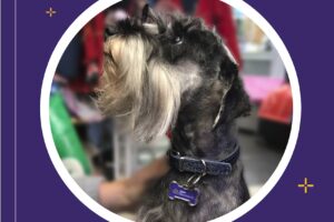 Veterinaria Glee Pet Market Veterinaria Y Pet Shop Sucursal Hipermercado Carrefour Recta Martinolli