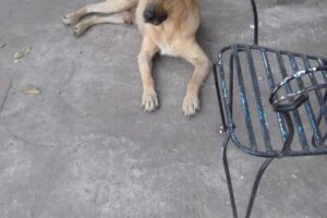 Veterinaria Helvecia