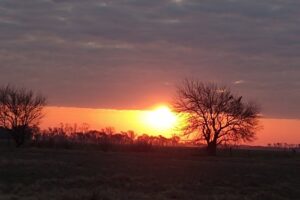 Veterinaria Ibarlucea