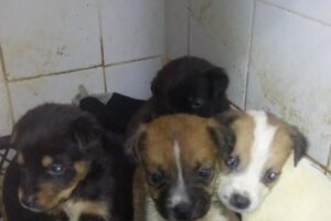 Veterinaria Inapan Av Roca 274 Loc2