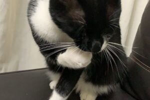 Veterinaria Integral Canning