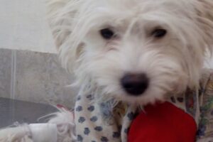 Veterinaria Isidro Casanova