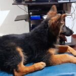 Veterinaria La Cucha