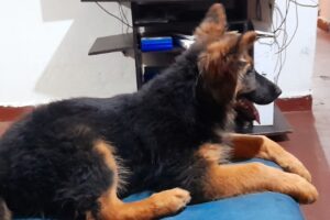 Veterinaria La Cucha