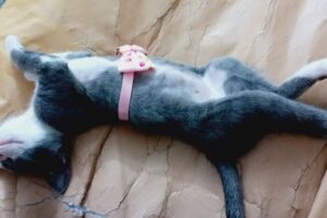 Veterinaria La Cuchaclinicacirugiaenvios