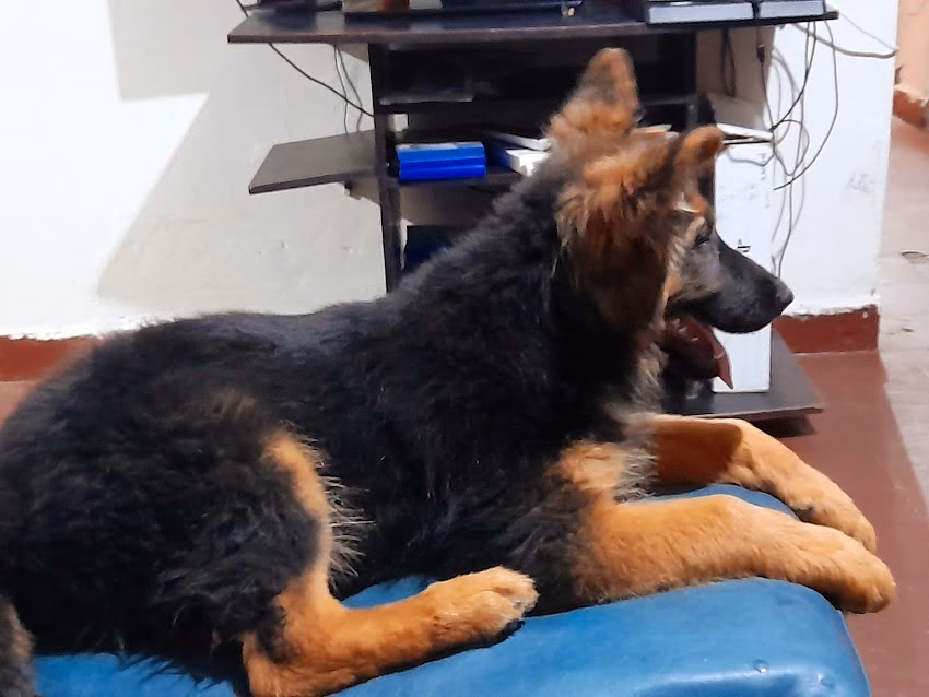 Veterinaria La Cucha