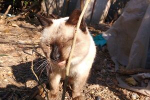 Veterinaria La Florida