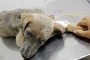 Veterinaria La Granja