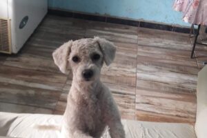 Veterinaria La Pequeña Huella