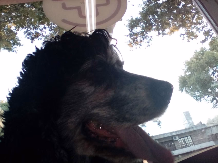 Veterinaria La Pequeña Huella