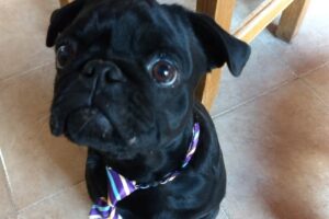 Veterinaria la Tranquera