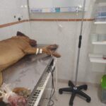 Veterinaria La Tranquera