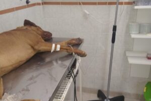 Veterinaria La Tranquera