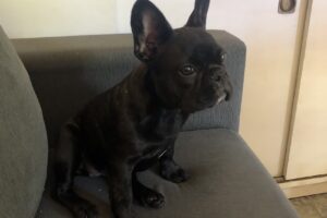 Veterinaria Las Marinas