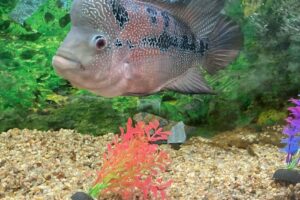 Veterinaria Lomas del Sur Srl