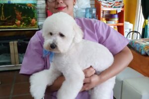 Veterinaria Los Alamos