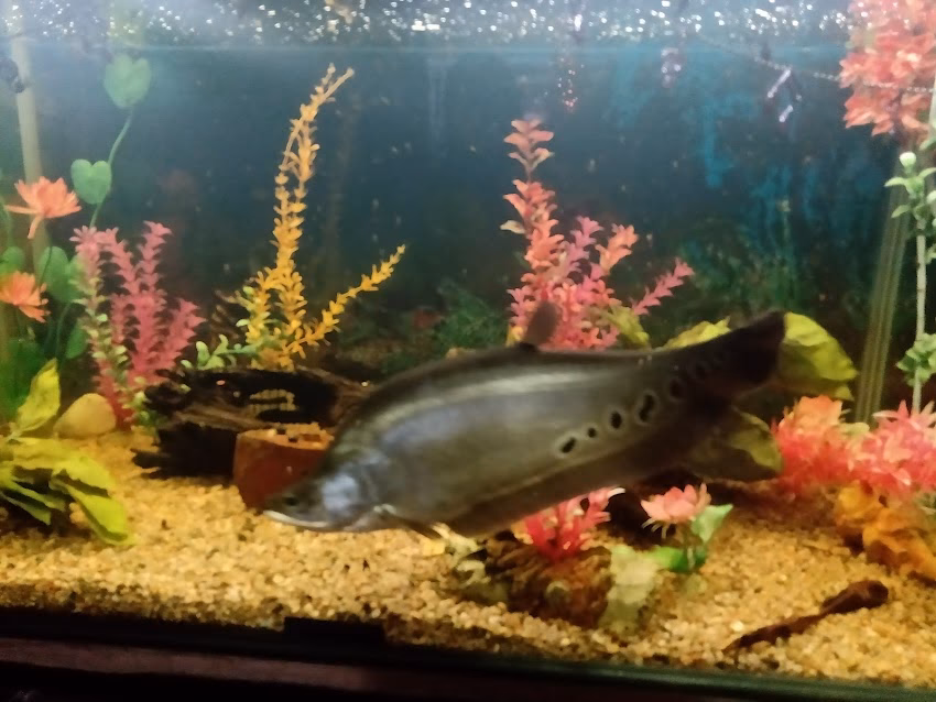 Veterinaria Los Alamos