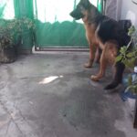 Veterinaria Los cardales