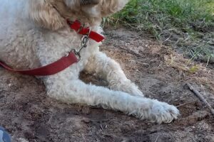 Veterinaria Los Reartes