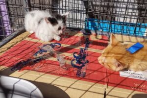 Veterinaria Madagascar