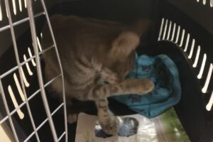 Veterinaria Maggiolo