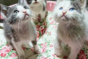 Veterinaria Manchitas