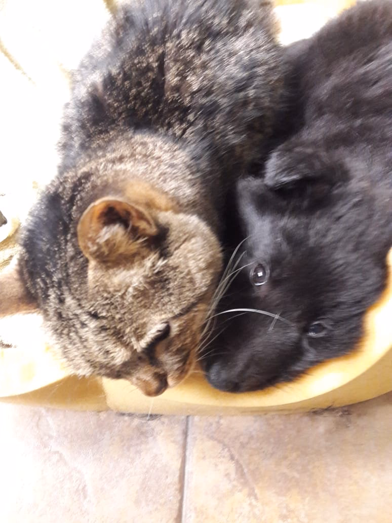 Veterinaria María Alejandra